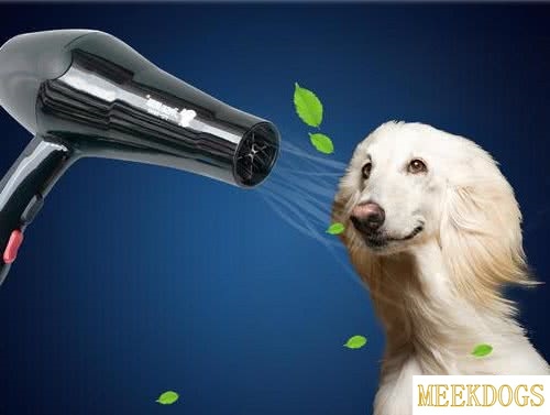 Is stainless steel good for dogs?