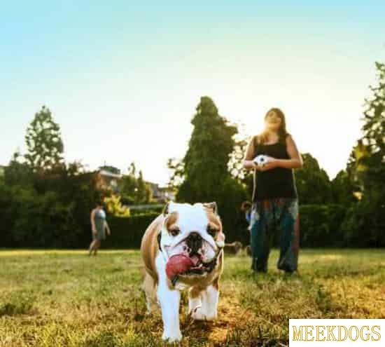 What is the healthiest large dog breed?