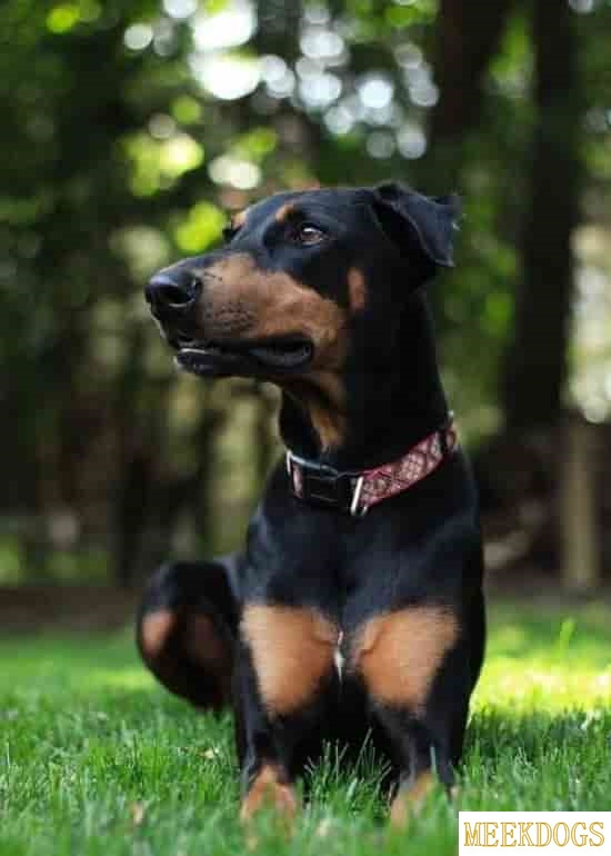 What dog breed lives the longest?