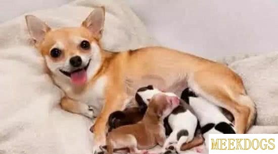 How do baby dogs grow