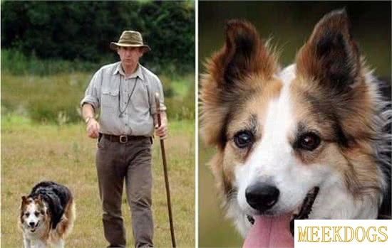 Is a German shepherd a good first dog?