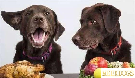 Can dogs eat apricots?