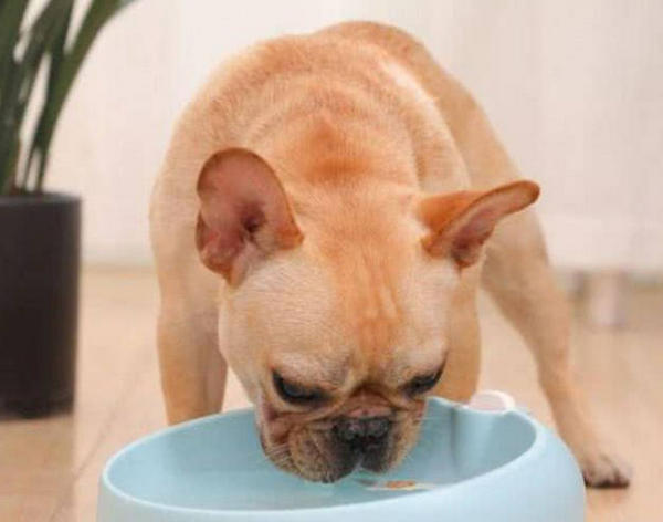 What is the best dog food to prevent diarrhea