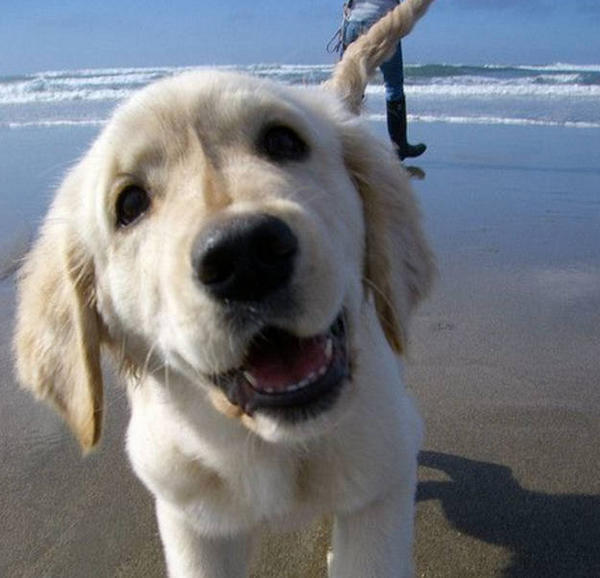 Why do dogs love the beach?