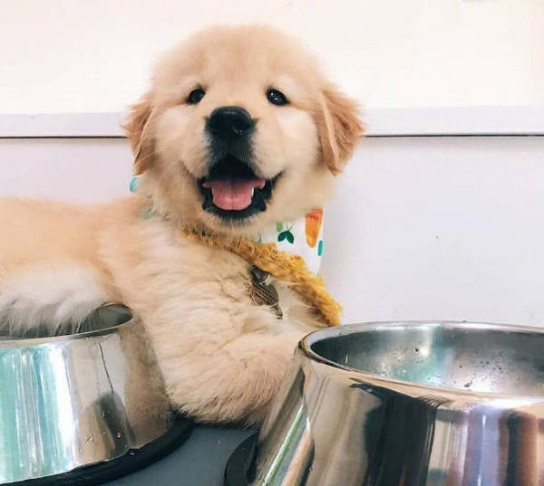 Homemade Puppy Treats – DIY Recipes For Healthy Puppy Treats