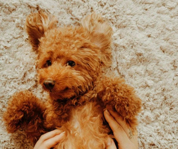 Is the Chocolate Labradoodle Right For You?