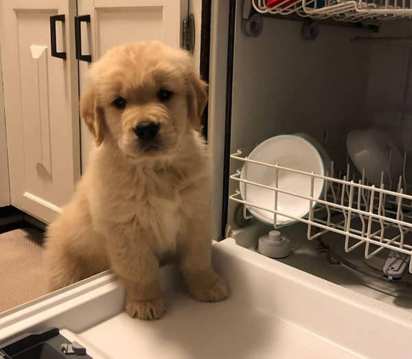 How many hours apart should I feed my puppy?